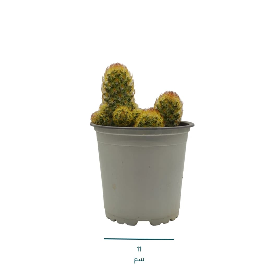 صبار الدعسوقة - Mammillaria Elongata