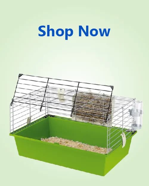 Rabbits1