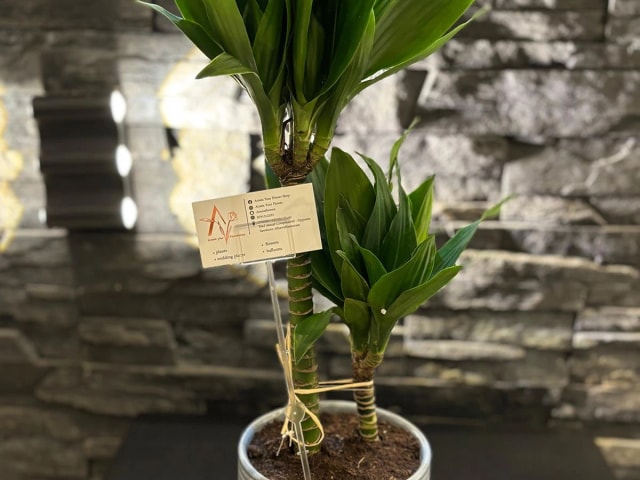 Plant 19Dracaena plant